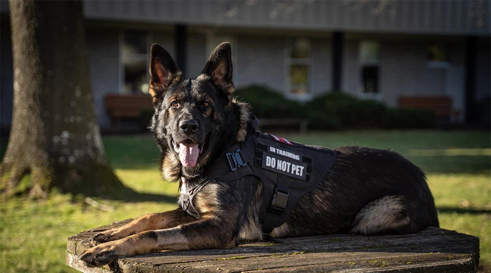 Large Dog Harness with Molle Pouches for Training - Smarsty