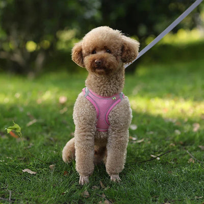 Adjustable Puppy Harness Set with Leash for Small Dogs - Smarsty